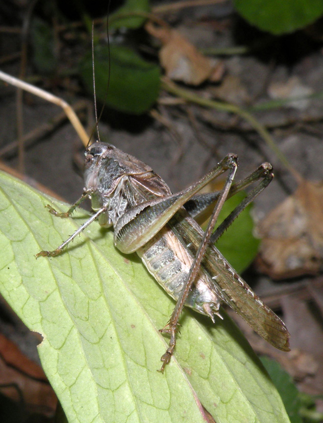 Dall''Appennino Reggiano - Platycleis sp